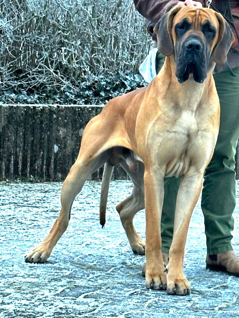 Uhktellion De La Guilde Des Néphilims