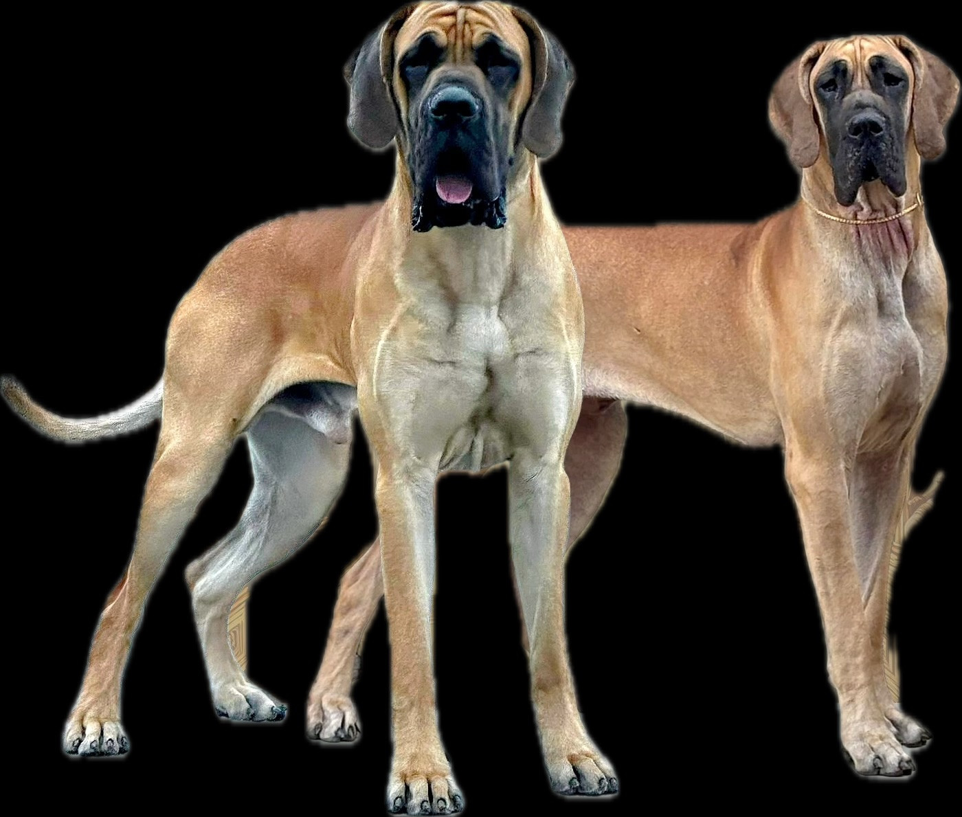 Julien Martinat - Dogue allemand - Portée née le 15/08/2025