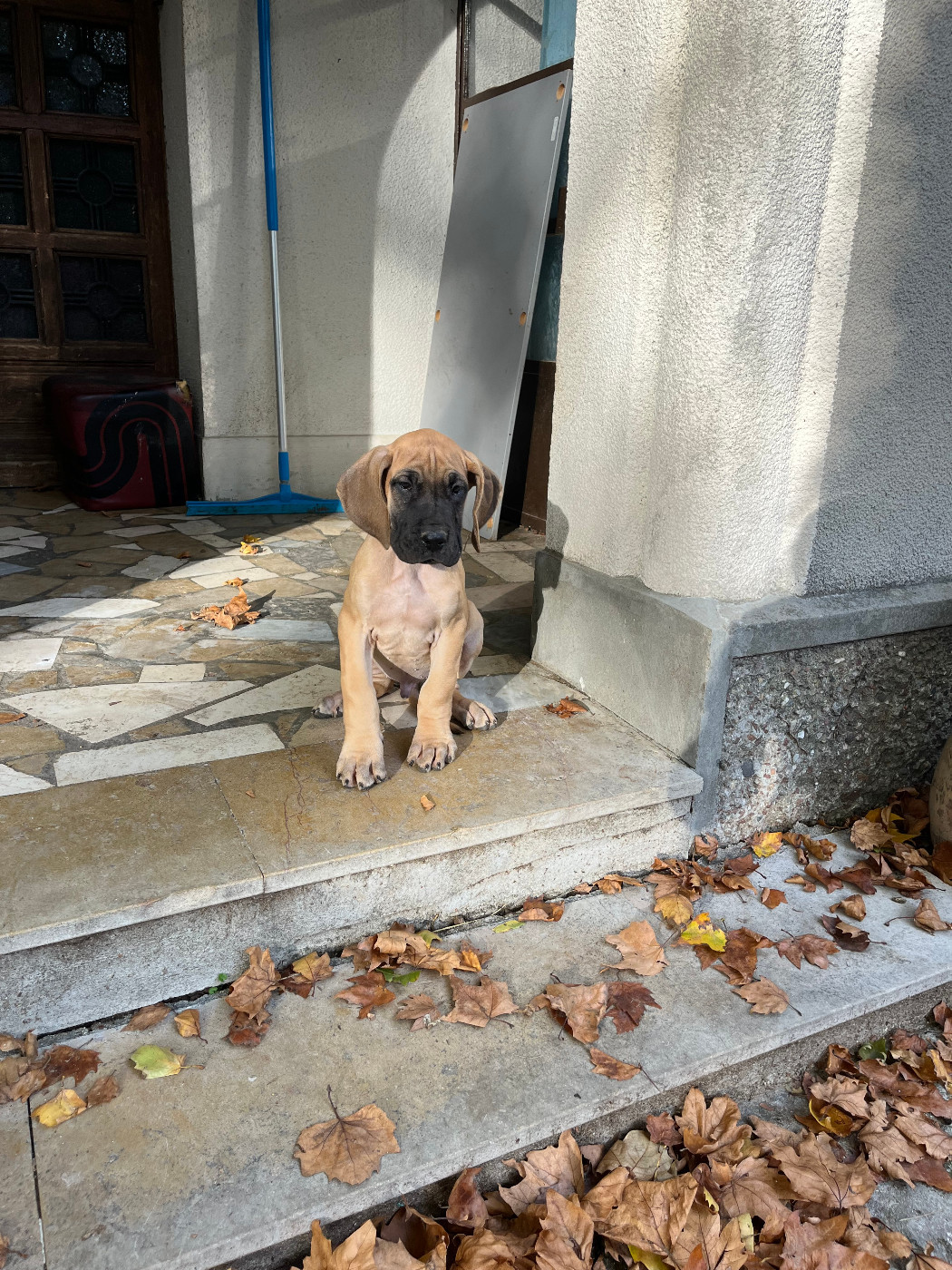 Julien Martinat - Chiots disponibles - Dogue allemand
