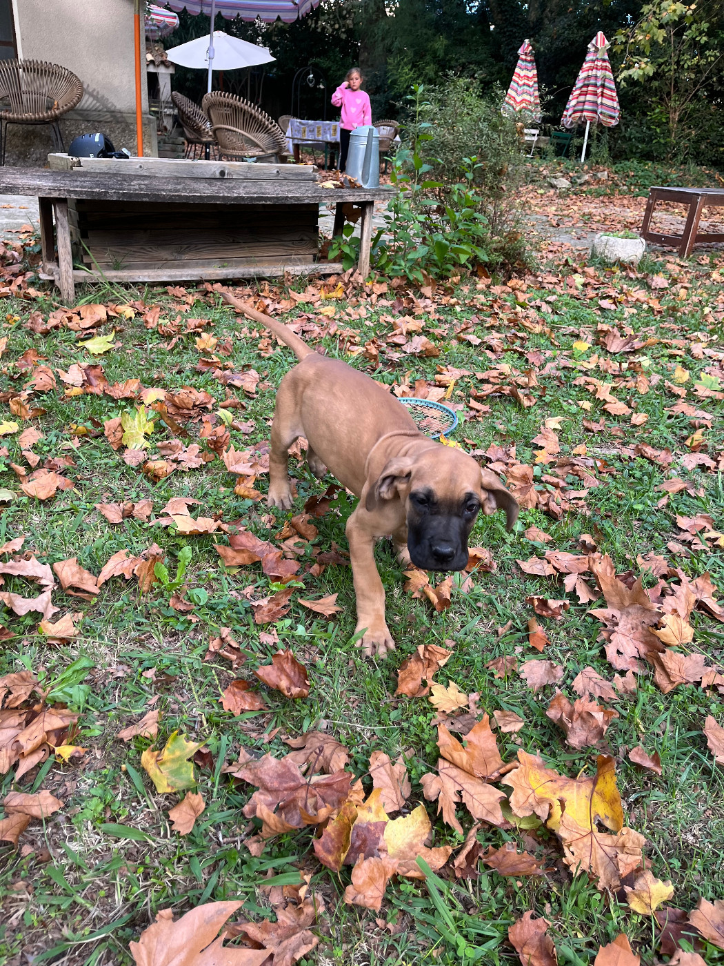 Julien Martinat - Chiots disponibles - Dogue allemand